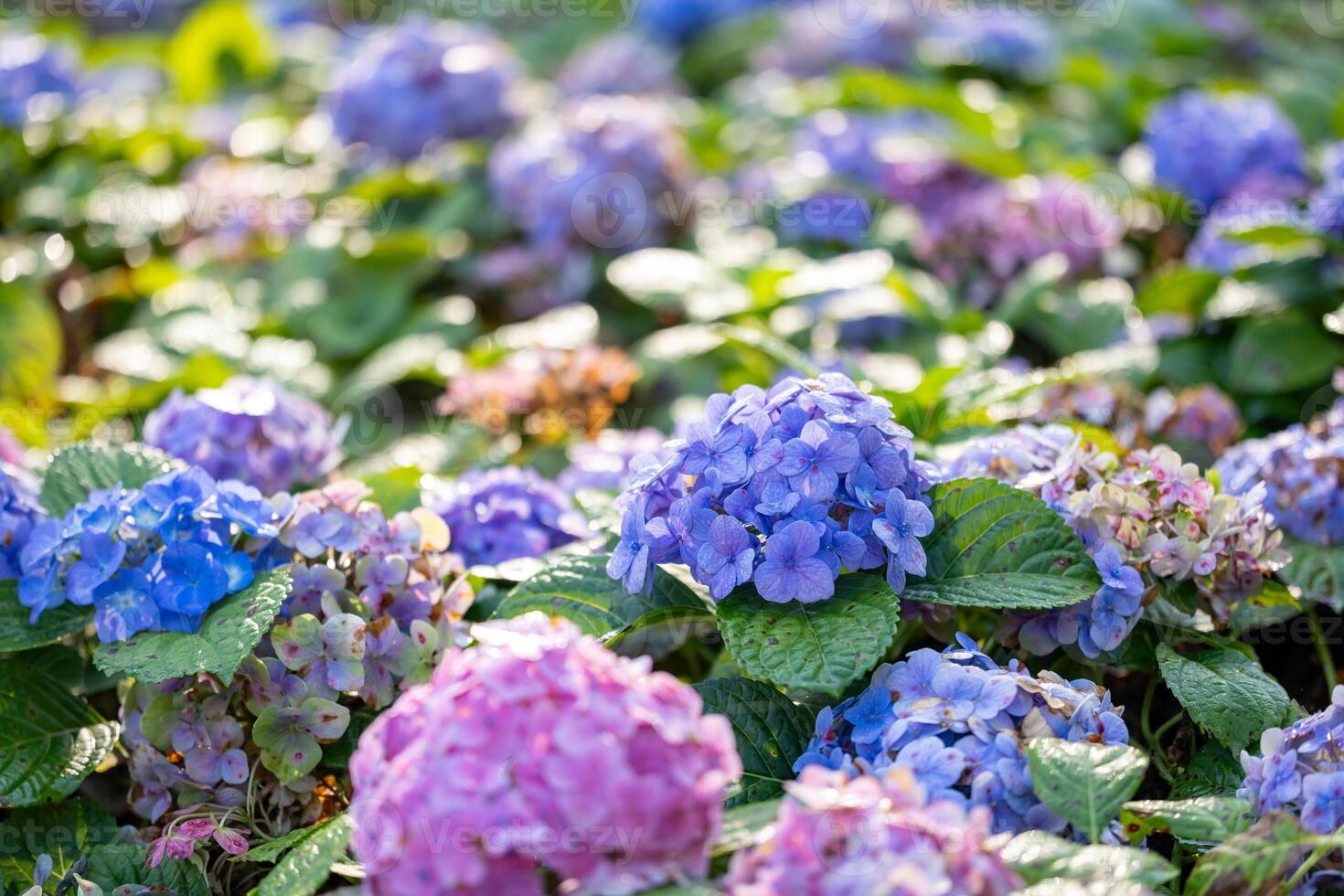 Hydrangea flowers in full bloom on the background for spring and summer English country cottage garden for perennial and annual plants photo
