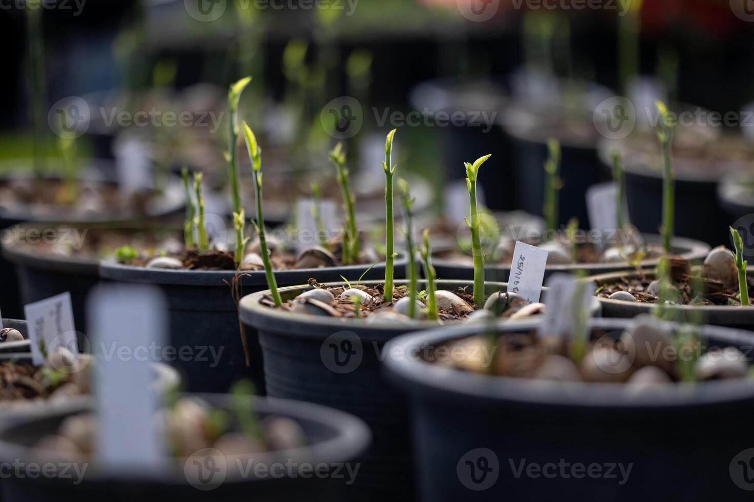 Seedling of jackfruit seed germination for propagation and tropical fruit usage photo