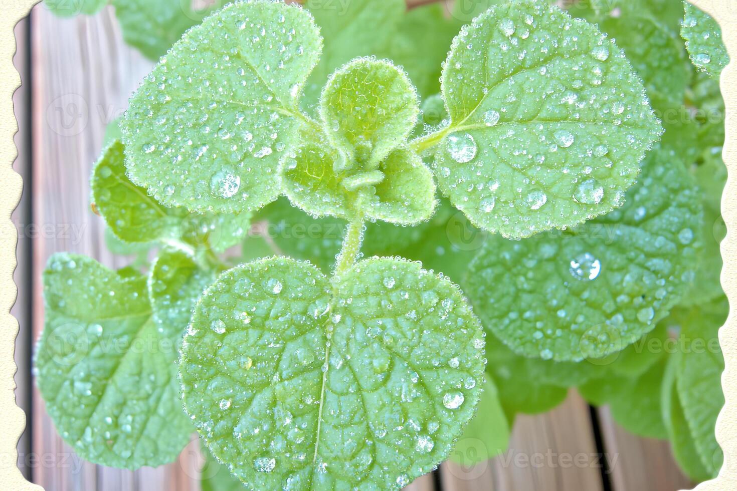 Close-up view of water droplets resting delicately on the green leaves of an oregano plant. The droplets reflect light, enhancing the natural texture of the leaves, showcasing the freshness photo