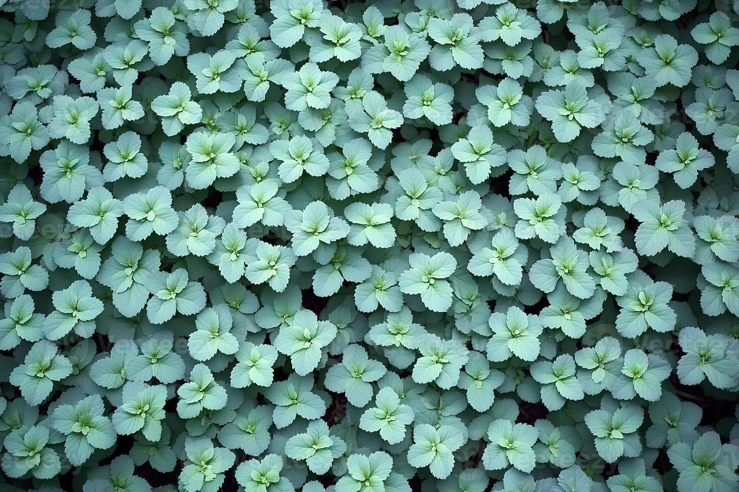 A beautiful top view of a green leaves pattern in the garden, showcasing the intricate arrangement of various leaves. The vibrant green hues create a calming and natural background, perfect photo