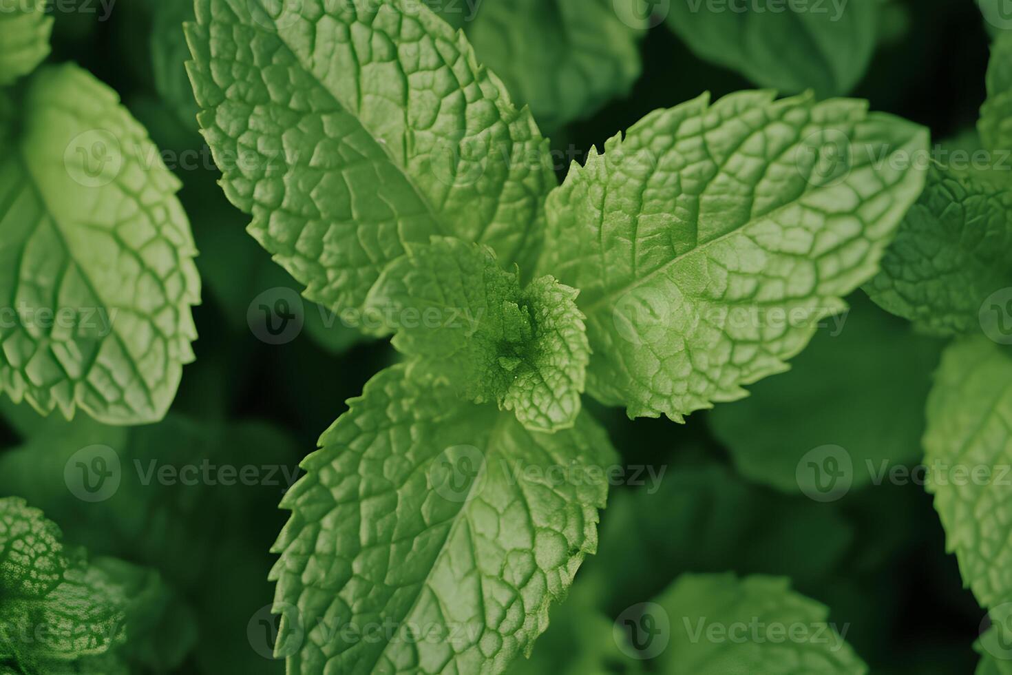 A close-up of fresh pepper mint leaves, creating a textured background filled with vibrant green shades. The detailed texture of the leaves highlights their veins, adding depth photo