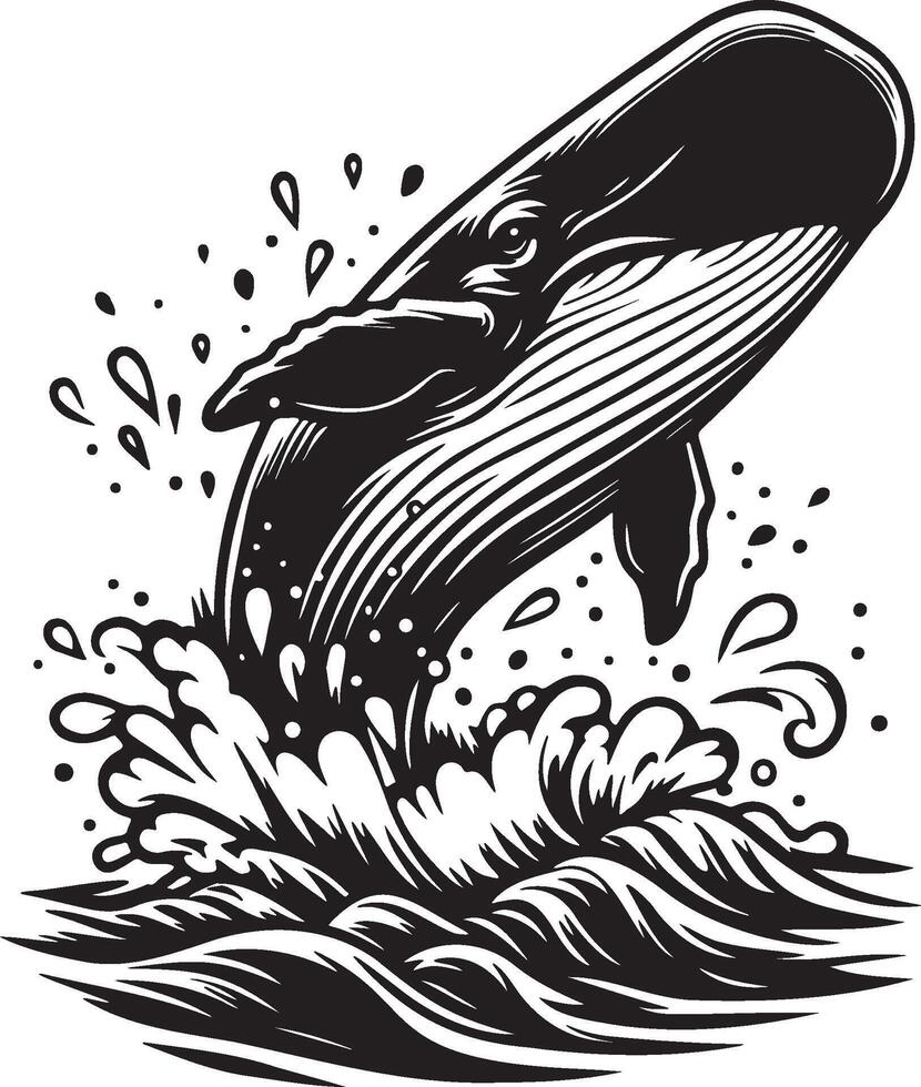A Whale Leaping Illustration. vector