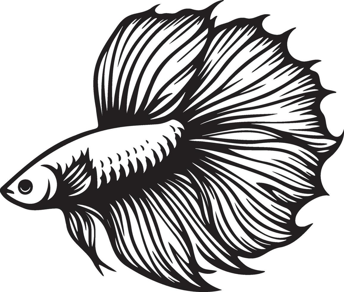 A Betta Splendens Fish Illustration. vector