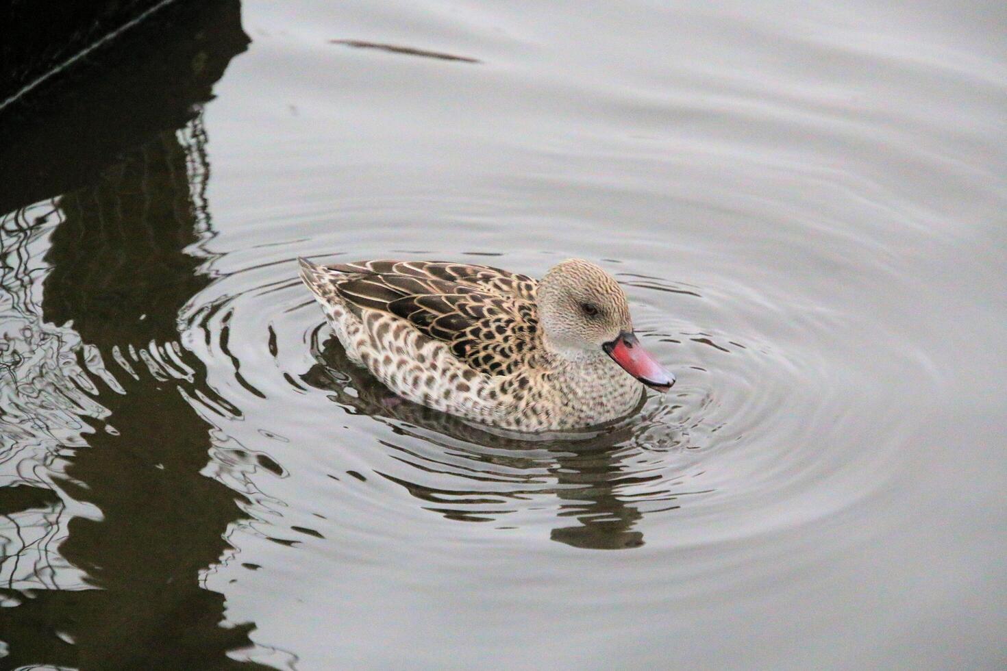 A duck with a red beak swimming in the water photo