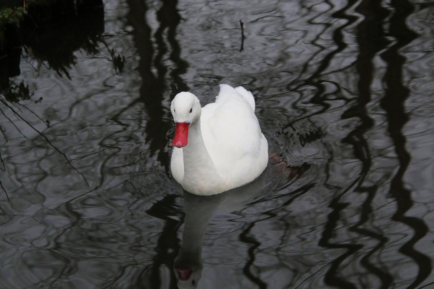 A white duck swimming in a pond photo