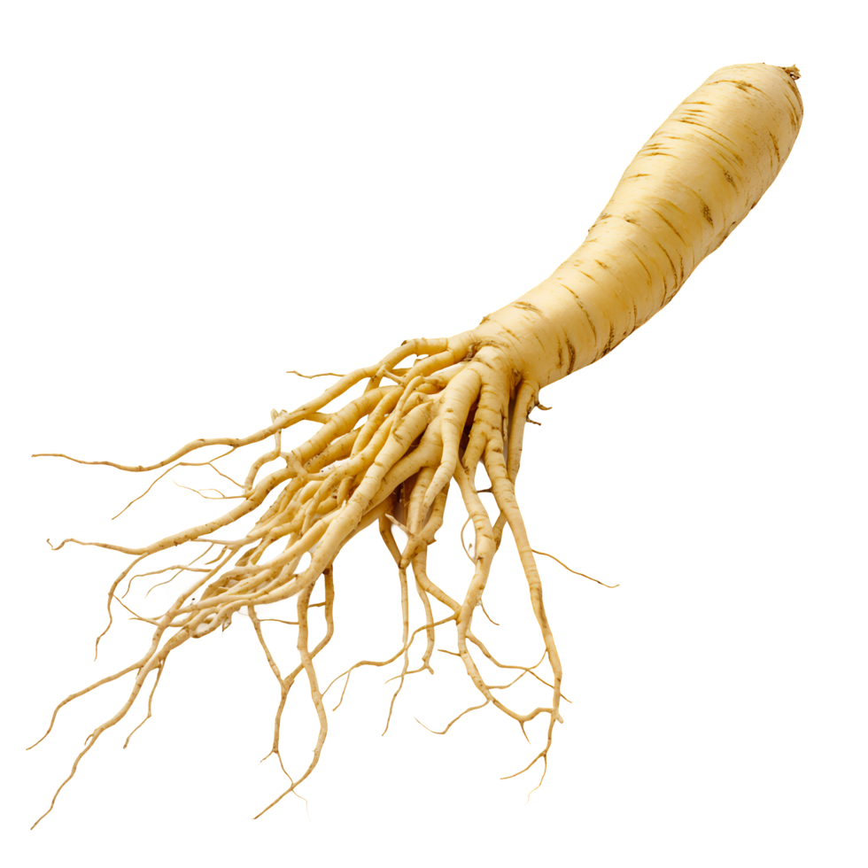 Herbal Ginseng with Detailed Texture Isolated on Transparent Background png