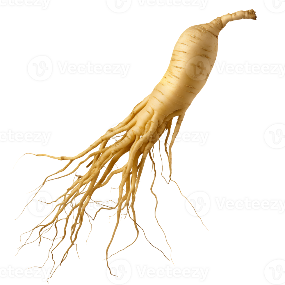 Whole Ginseng Root Isolated on Transparent Background png
