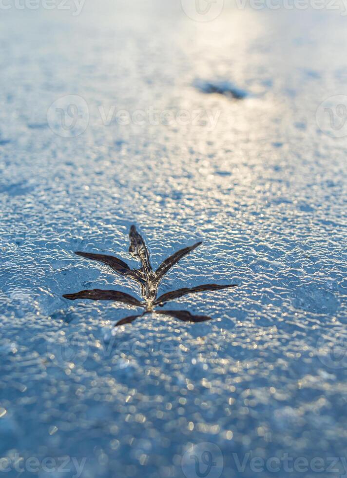 A beautiful leaf of grass frozen in ice. a frosty spring background of a leaf of last year's grass melted in the ice. Beautiful spring background high definition melting ice under the sun. High photo