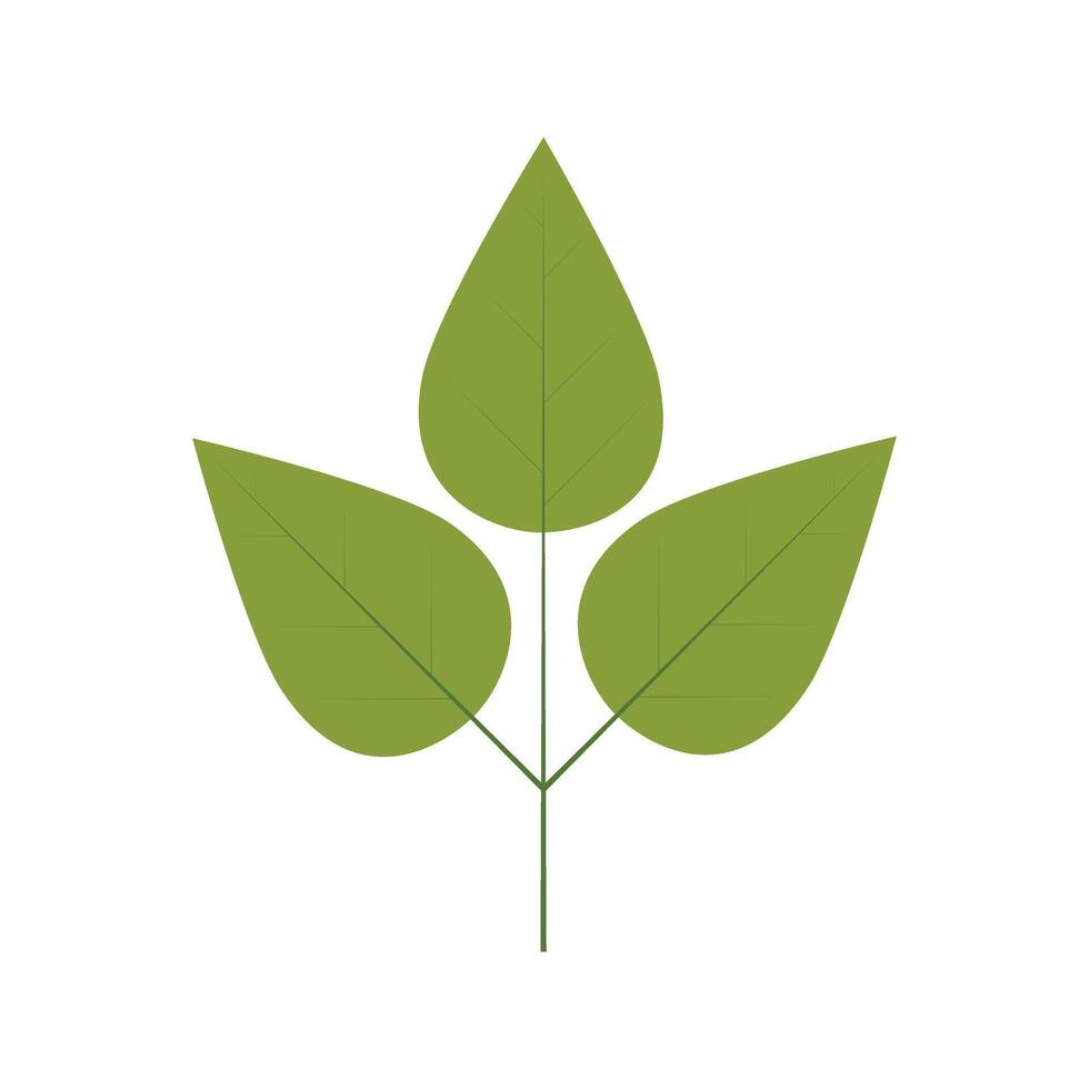 silhouette green leaf with ramifications vector