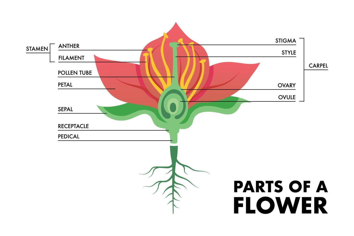 Parts of a flower colored illustration vector