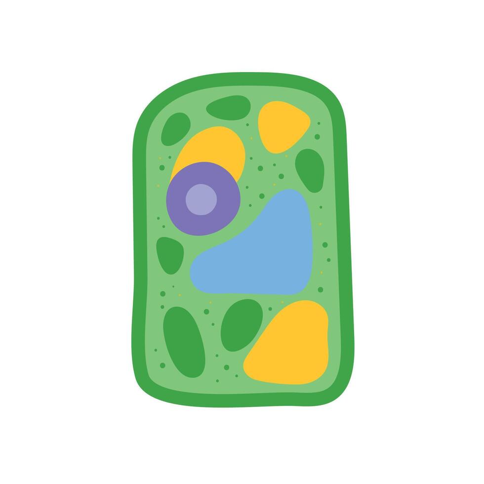 Plant cell anatomy structure vector
