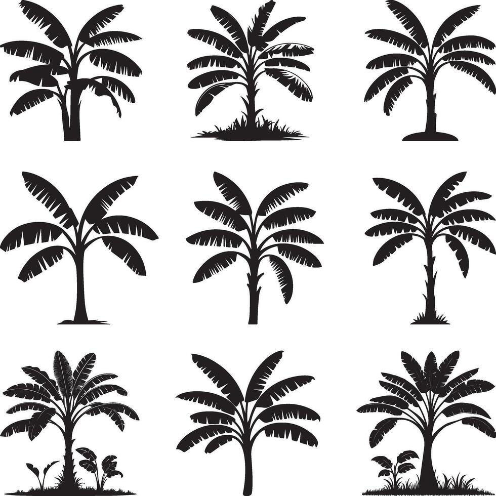 Set of Banana tree silhouettes isolated on a white background vector