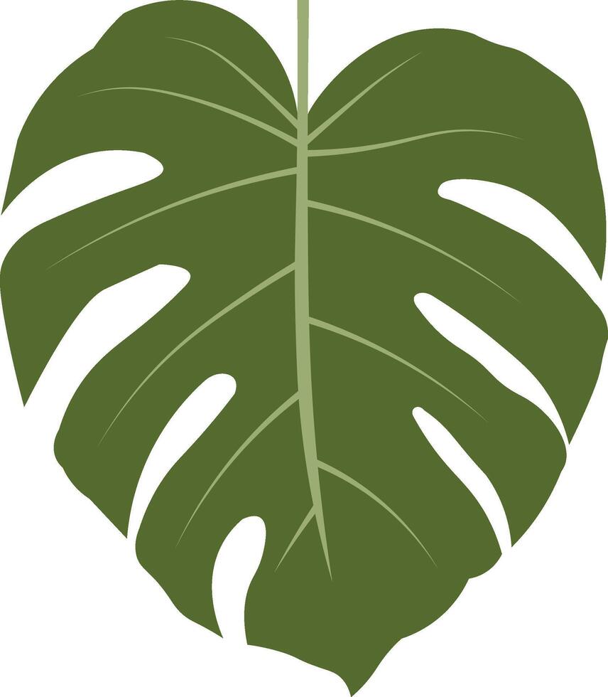 Realistic Monstera Leaf vector