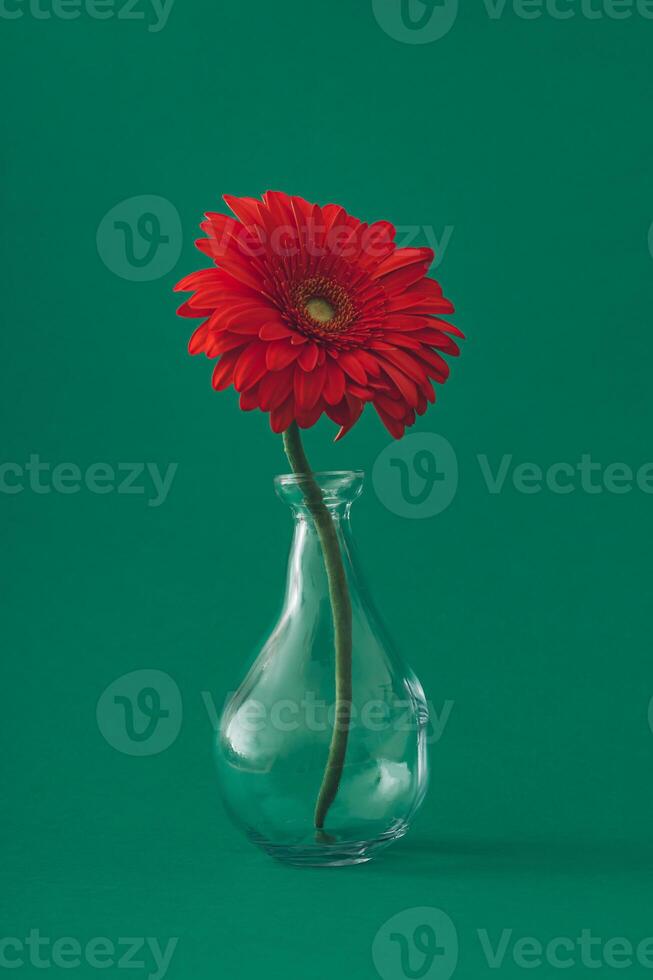 Red gerbera daisy flower in a vase on green background. Minimal concept and simplicity. photo