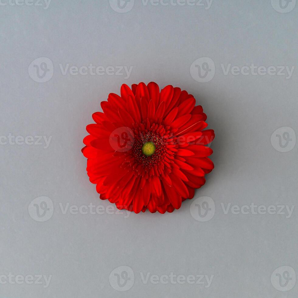 Beautiful red gerbera daisy flower on grey background. Minimal concept and simplicity. Flat lay style. photo
