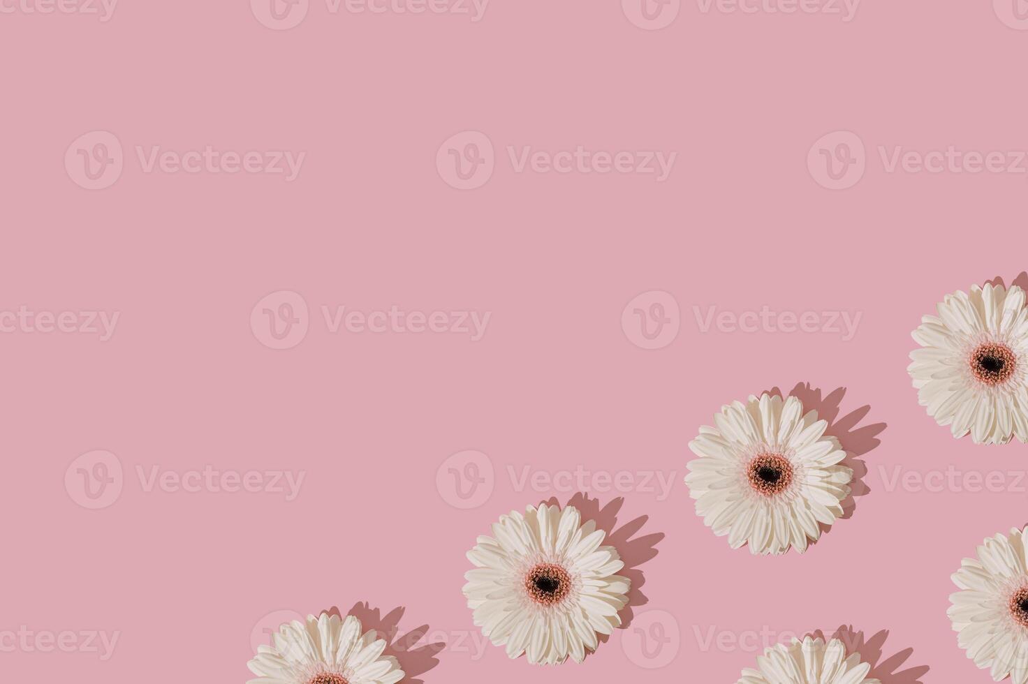 Trendy sunlight floral pattern made of white gerbera daisy flower on pastel pink background with copy space. Spring and summer aesthetic concept. Flat lay style wallpaper. Top view. photo