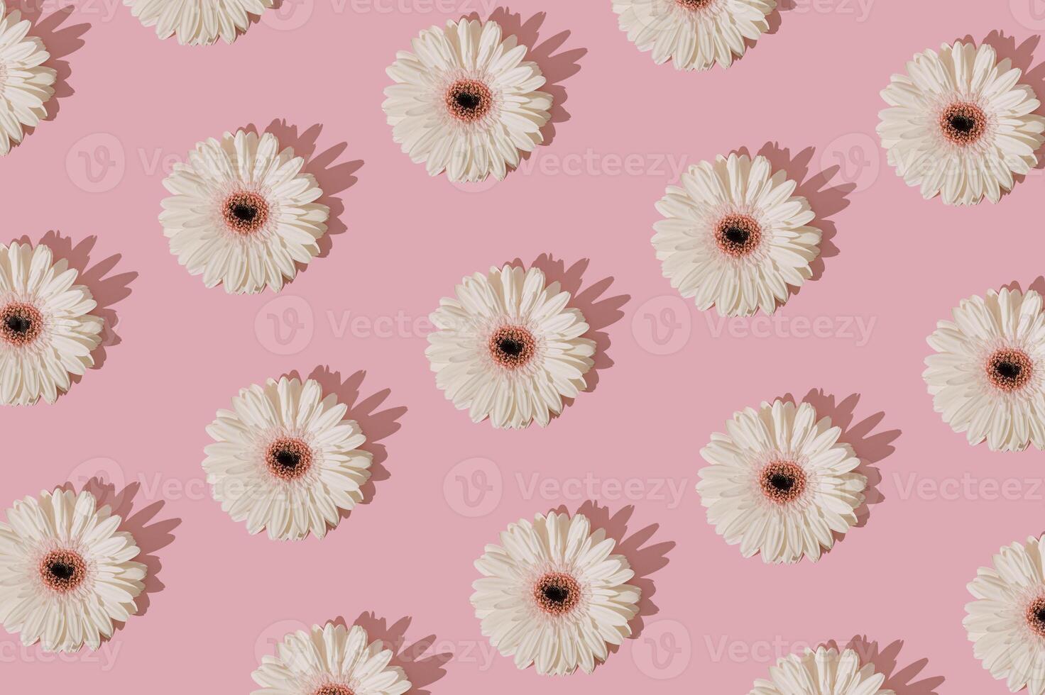 Trendy sunlight floral pattern made of white gerbera daisy flower on pastel pink background. Spring and summer aesthetic concept. Flat lay style wallpaper. Top view. photo