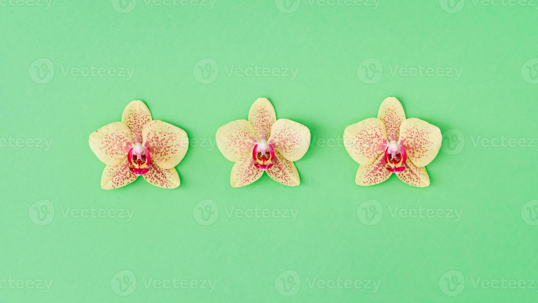 Three natural orchid flowers on pastel green background. Minimal concept and simplicity. Flat lay style. photo