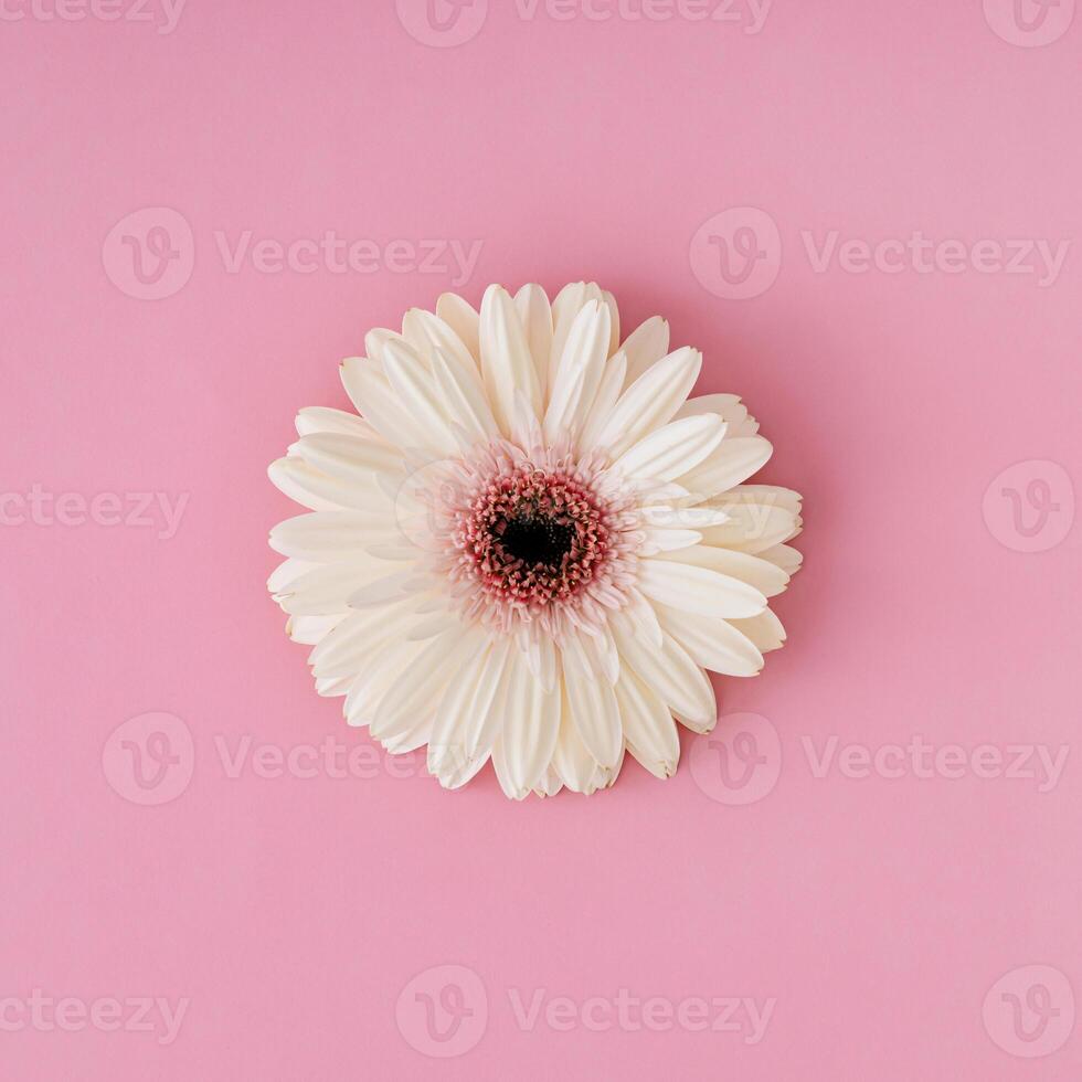 White gerbera daisy flower on pastel pink background. Minimal concept and simplicity. Flat lay style. Top view. photo