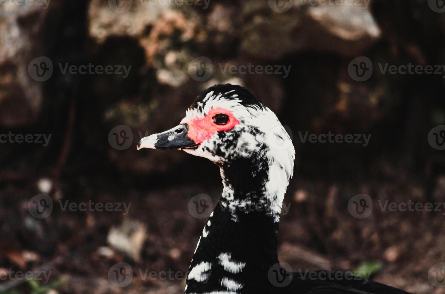 Muscovy Duck Close Up Unique Waterfowl with Red Markings photo