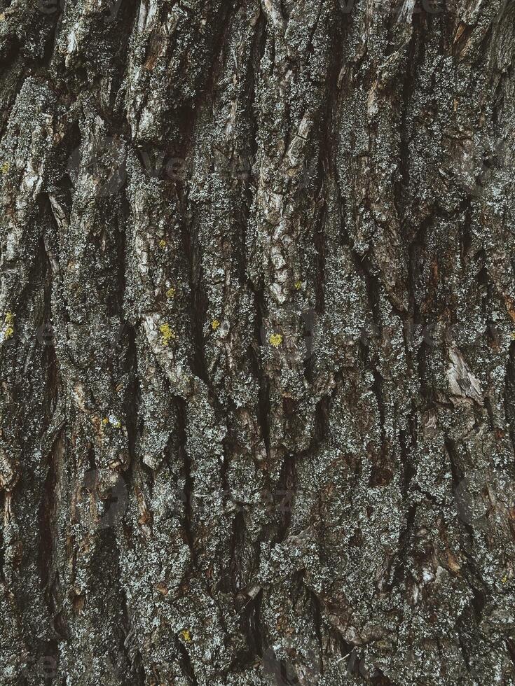 Old tree bark as background texture photo