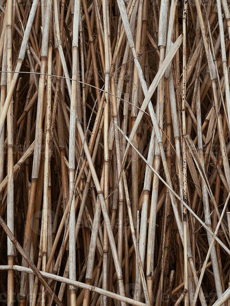 Dry reed stalks as a background texture photo