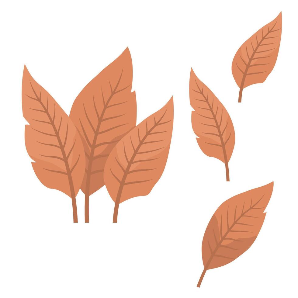 Elements of Orange Tropical Leaves Foliage Plant in the Park Garden vector