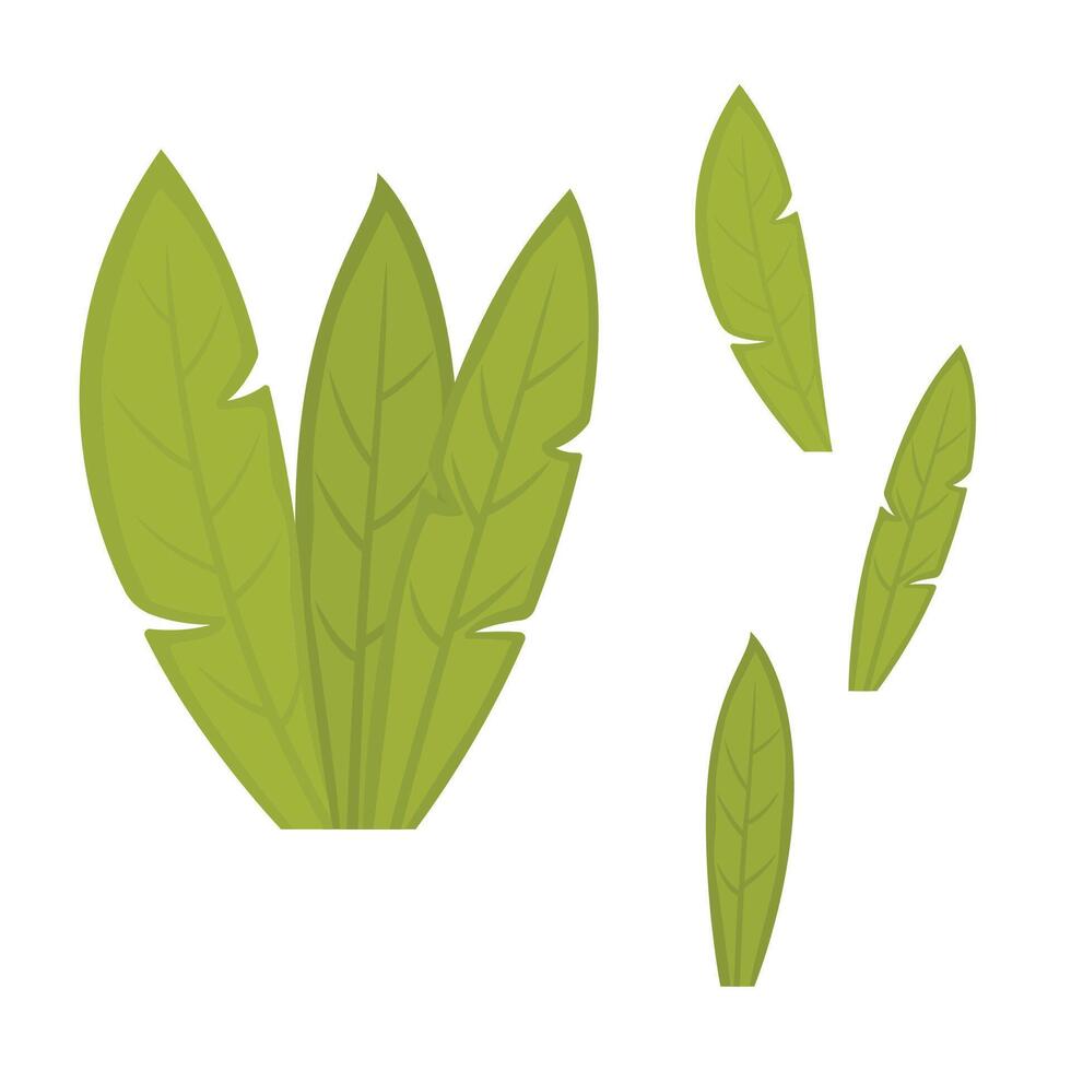 Elements of Green Fresh Tropical Banana Leaves Foliage Boatny Plant in the Park Garden vector