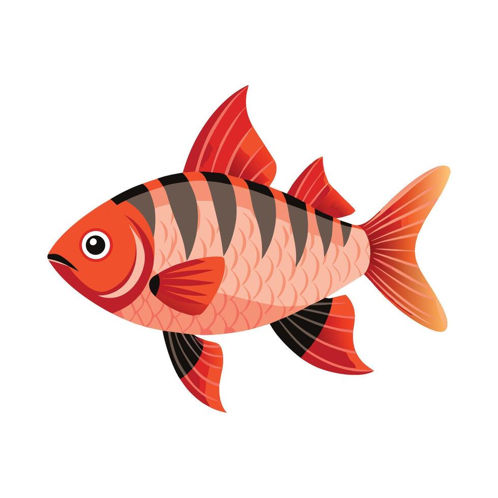 Stylish Illustration of Rosy Barb vector