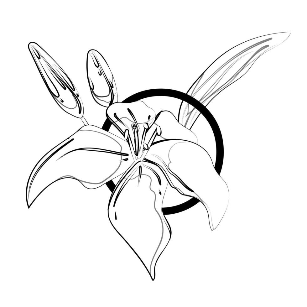 A drawing of a flower with leaves and stems vector