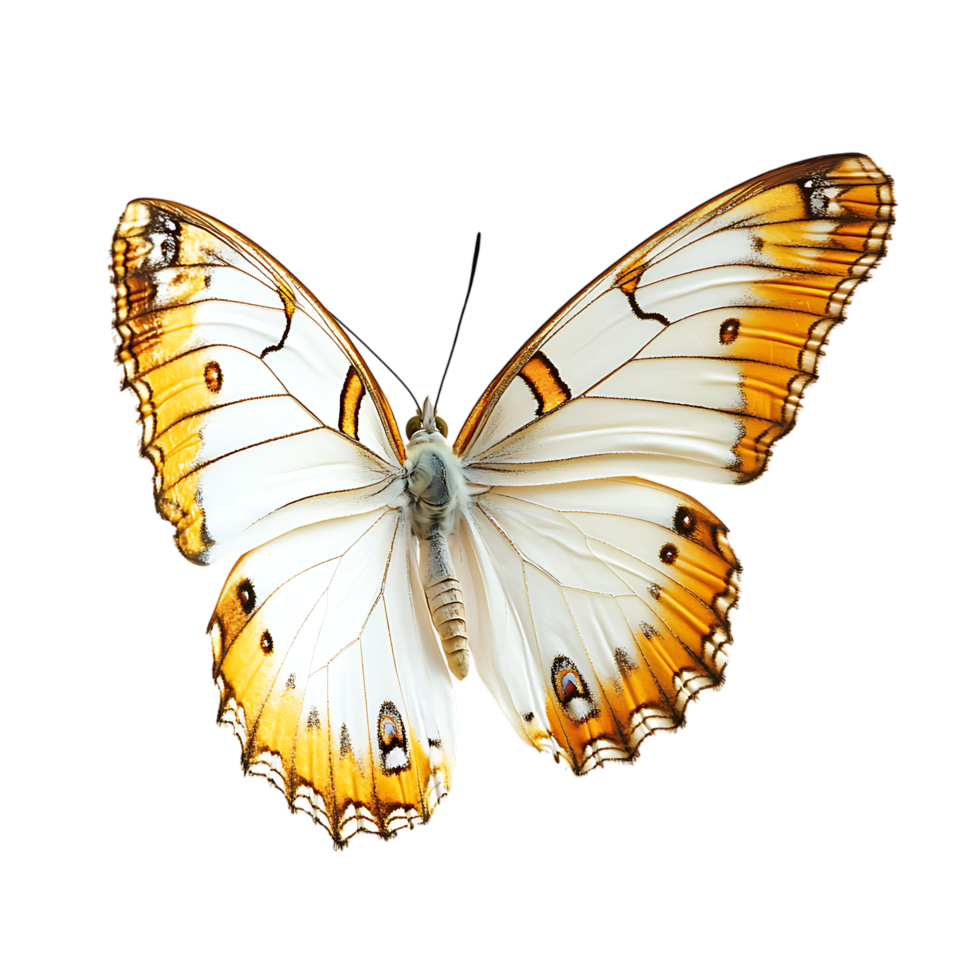 Beautiful white butterfly with orange accents transparent bg png