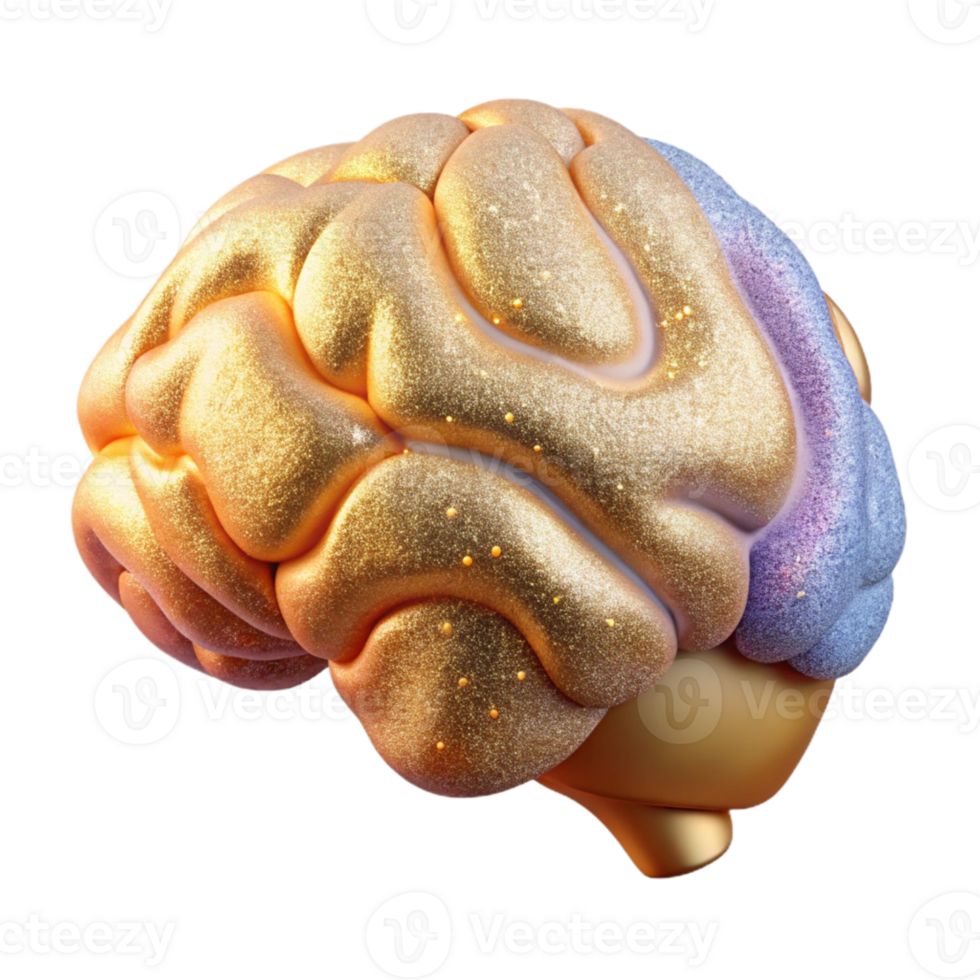 beautiful minimalist Human Brain Anatomy Labeled Isolated Neuroscience Education authentic png