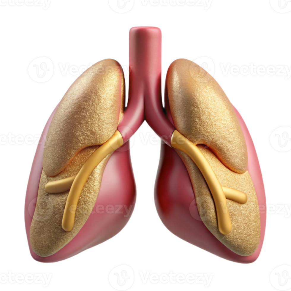 serene vintage Lung Respiratory System Cutout for Medical Education genuine png