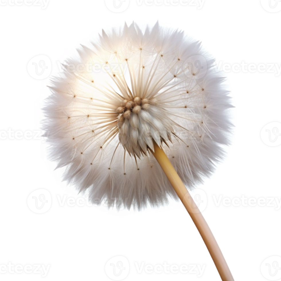 magnificent modern A single dandelion seedhead, with delicate, fluffy seeds, backlit by a soft glow, dreamy style genuine png