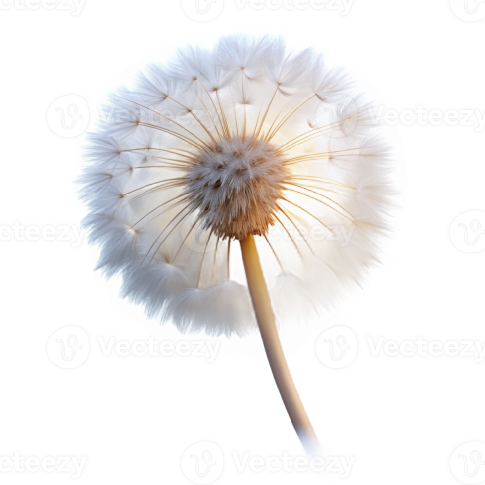 magnificent creative A single dandelion seedhead, with delicate, fluffy seeds, backlit by a soft glow, dreamy style exclusive png