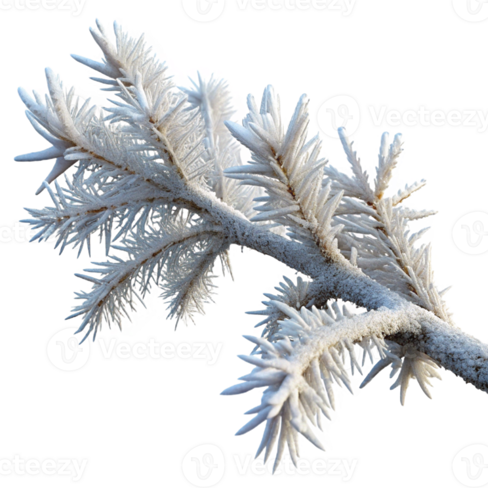 elegant classic A branch covered in frost, intricate ice crystals, winter morning light, nature photography style professional png