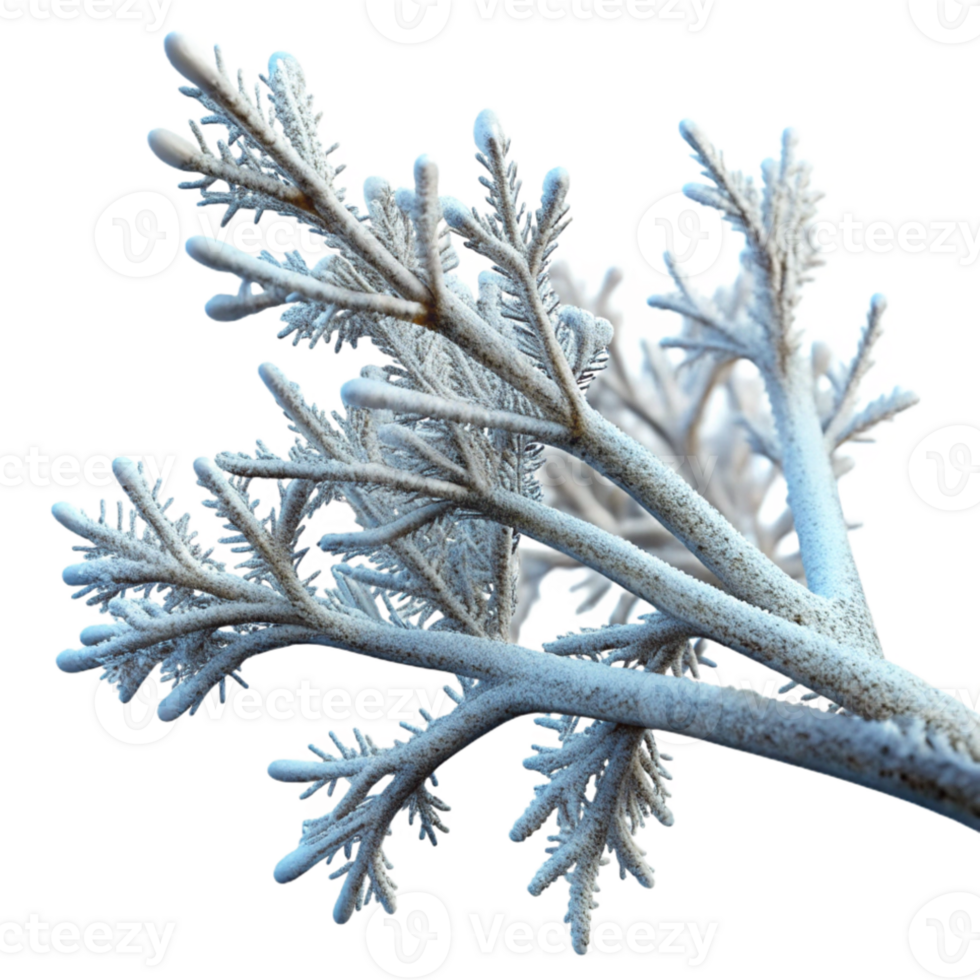serene vintage A branch covered in frost, intricate ice crystals, winter morning light, nature photography style original png