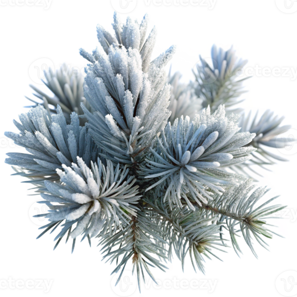 vibrant classic Frost-covered pine branches, close-up, winter landscape, crisp details, photorealistic premium png