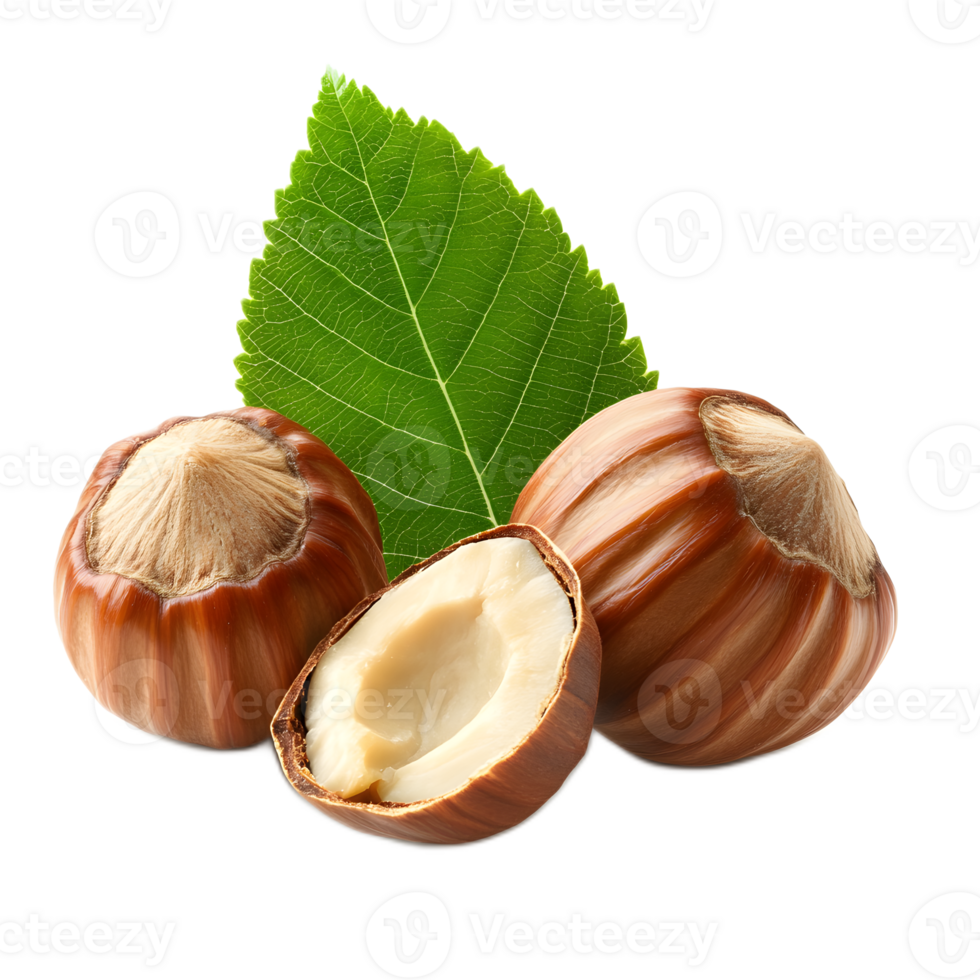 Hazelnuts with green leaves attached on white background png
