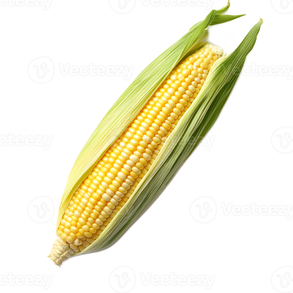 Fresh yellow corn cob with green leaves on white background png