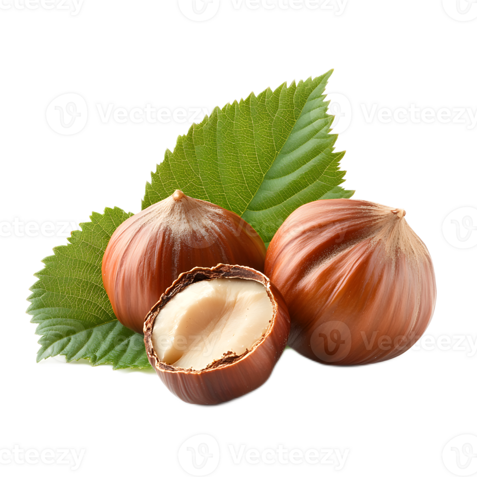 Closeup of Fresh Hazelnuts with Green Leaves Attached on White Background png