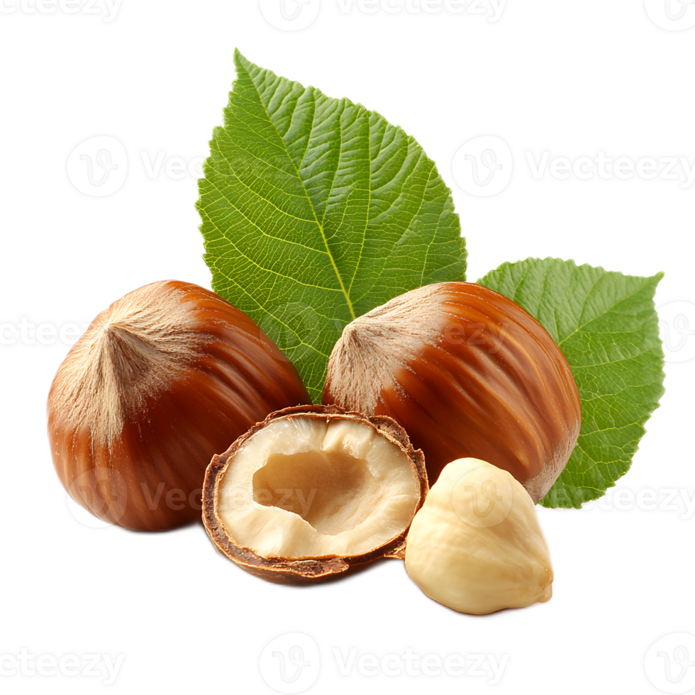 Freshly Harvested Hazelnuts with Attached Leaves on White png