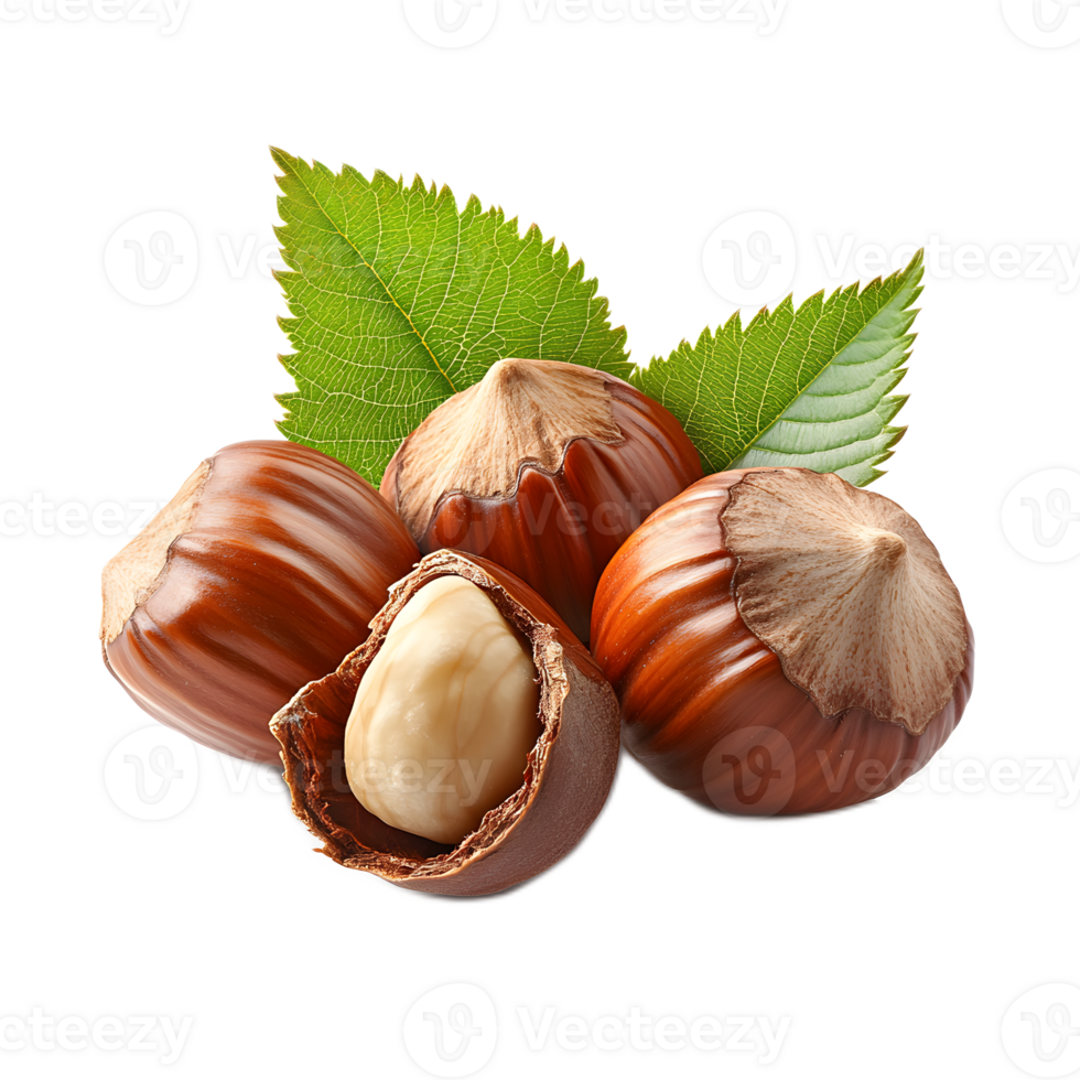 Freshly Harvested Hazelnuts with Green Leaves Attached png