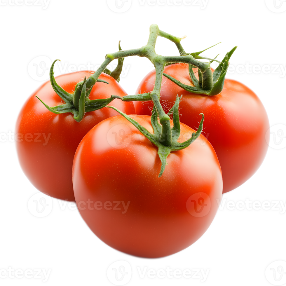 Freshly Harvested Ripe Tomatoes on the Vine with Green Stems and Leaves png