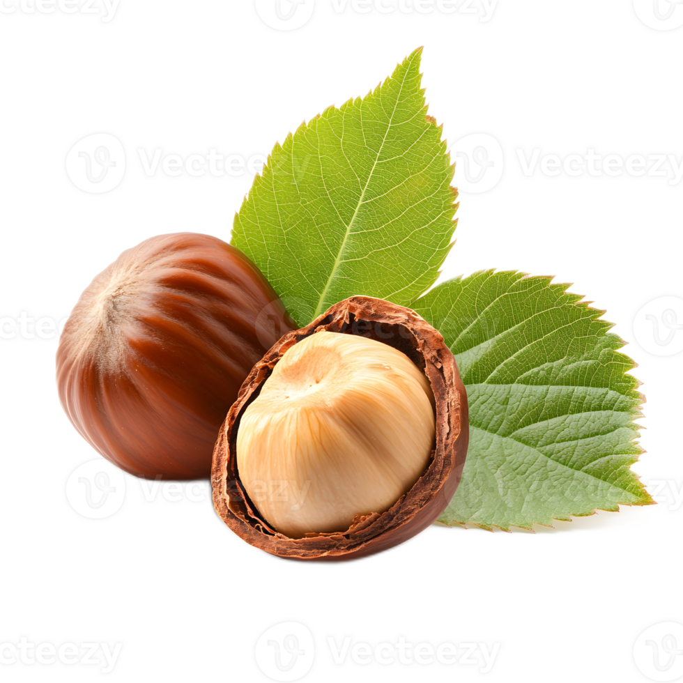 Freshly Harvested Hazelnuts with Attached Green Leaves on White Background png