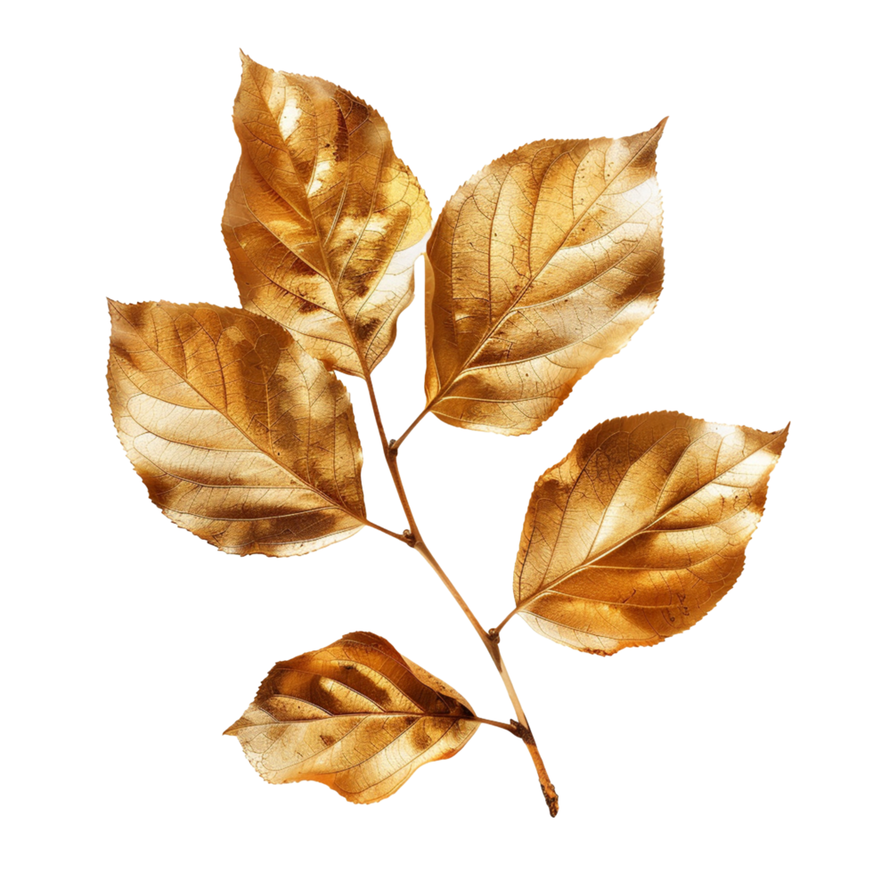 Golden Leaves Branch Isolated on White Background Elegant Autumn Nature Design png