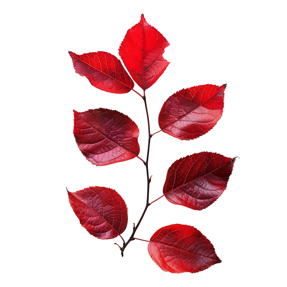 Stunning image of a branch with seven vibrant red autumn leaves against a textured background png