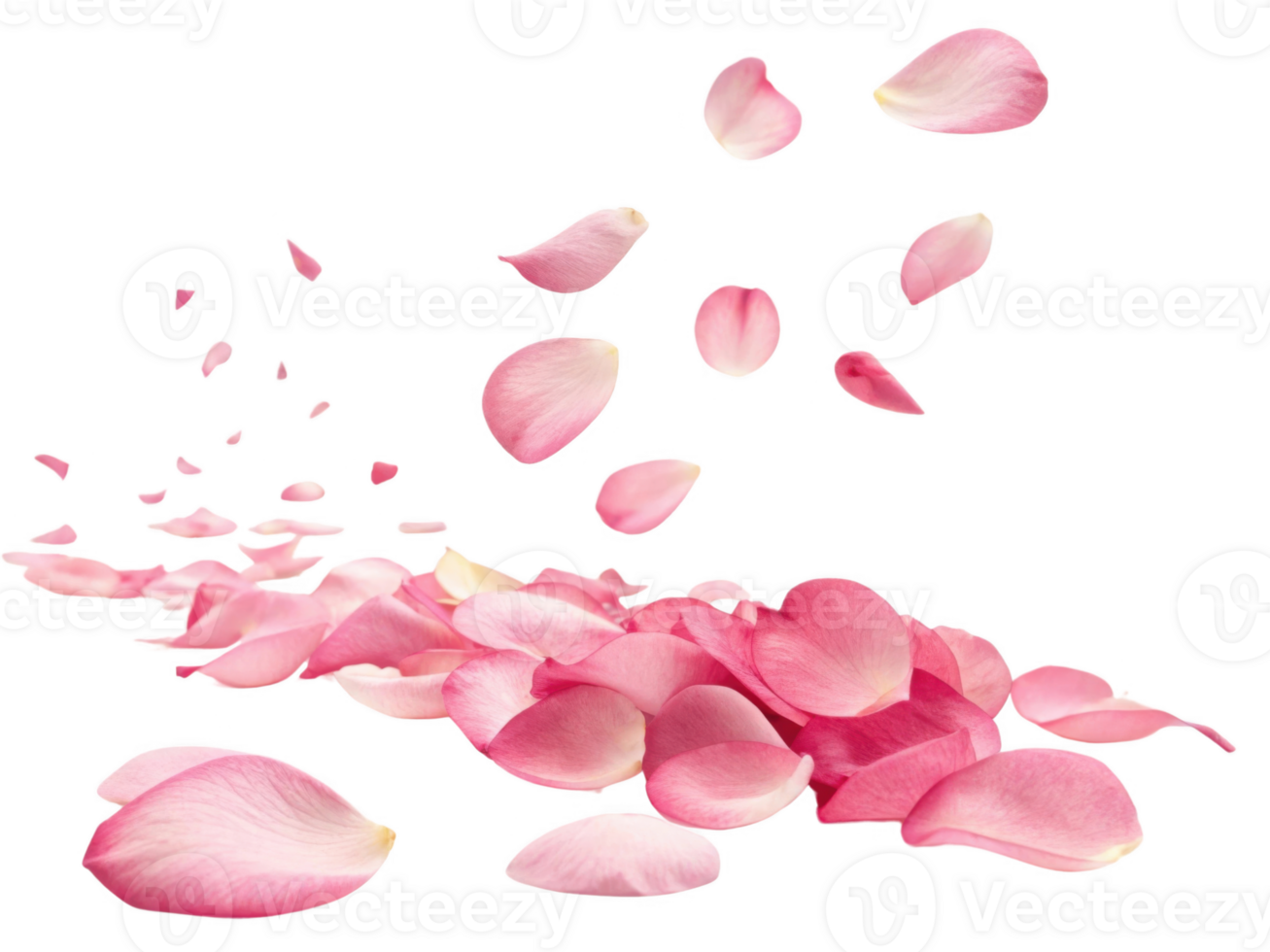 Delicate pink rose petals scattered gracefully, creating romantic atmosphere png