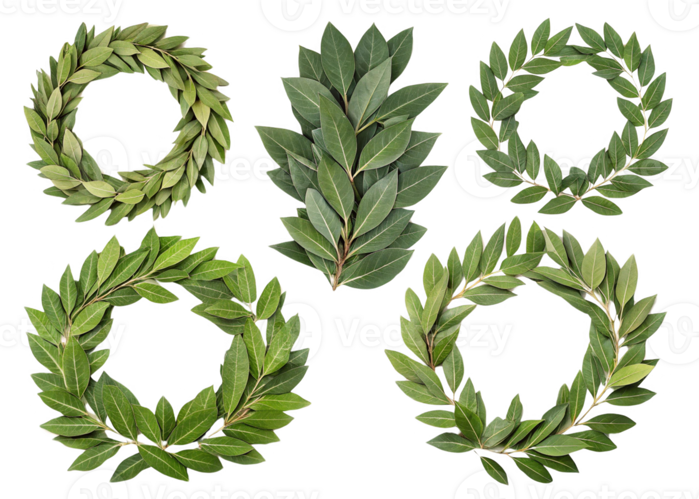 Fresh green laurel leaves arranged in various wreath shapes, showcasing their vibrant color and texture png