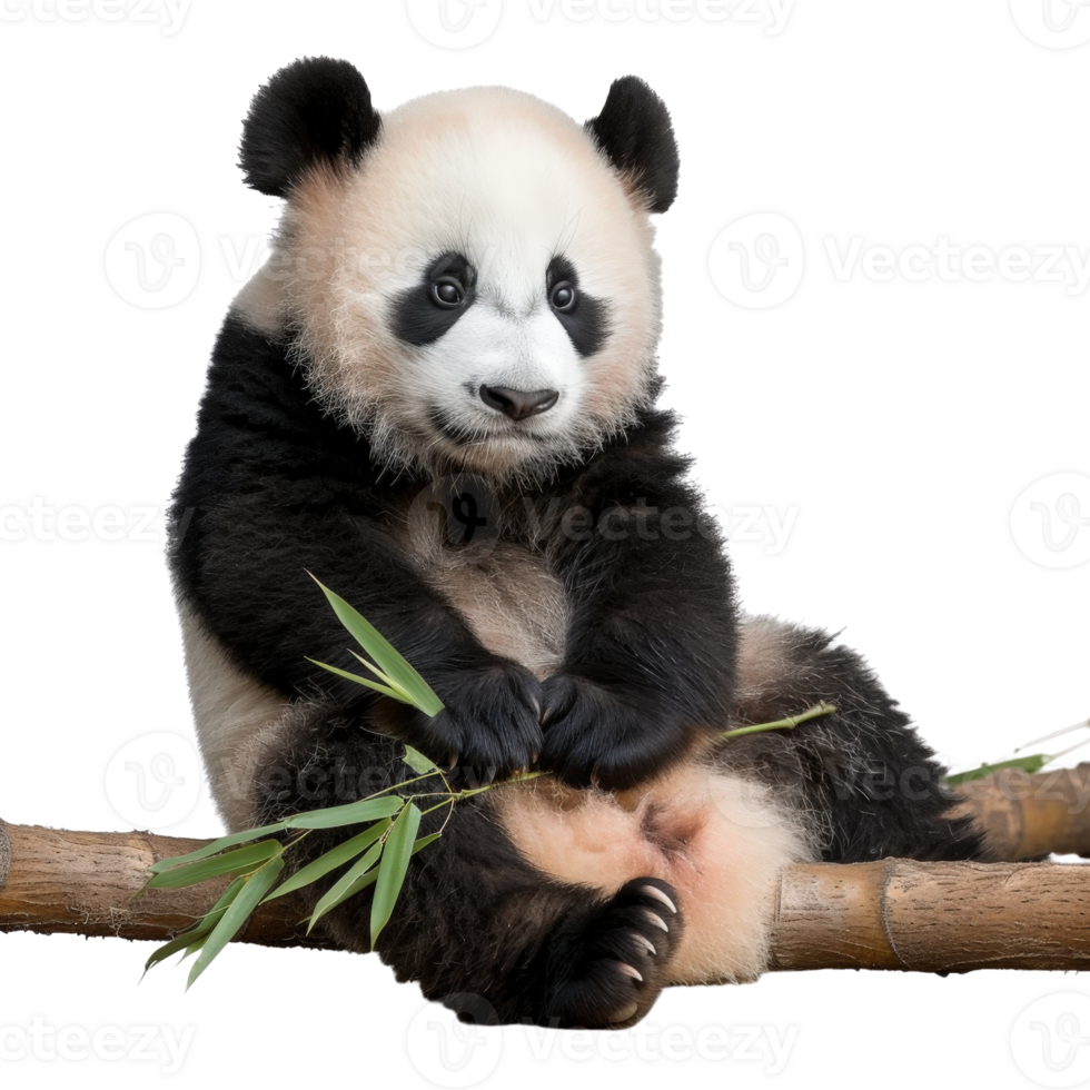 Cute baby panda sitting on bamboo and eating leaves in a natural environment, showcasing playful and curious behavior png